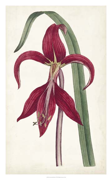 Curtis Garden Beauties I