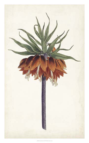 Curtis Garden Beauties II