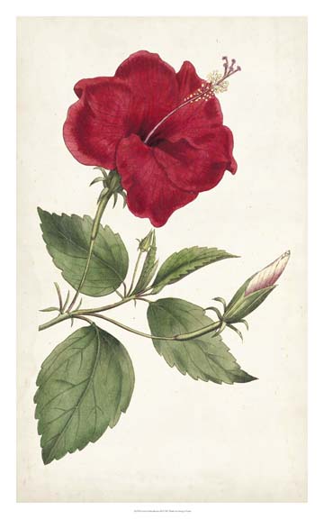 Curtis Garden Beauties III