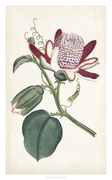 Curtis Garden Beauties IV