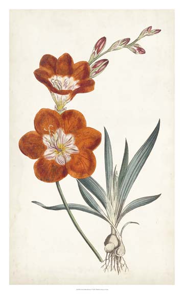 Curtis Garden Beauties V