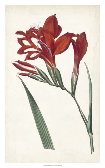 Curtis Garden Beauties VI