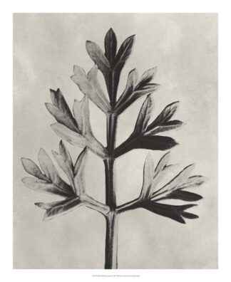 Blossfeldt Botanical I