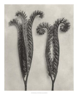 Blossfeldt Botanical II