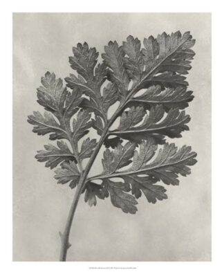 Blossfeldt Botanical III