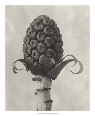 Blossfeldt Botanical IV
