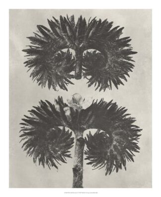 Blossfeldt Botanical V