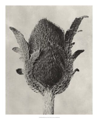 Blossfeldt Botanical VI