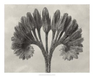 Blossfeldt Botanical VII