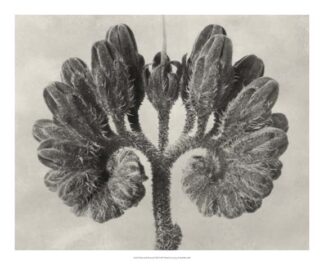 Blossfeldt Botanical VIII