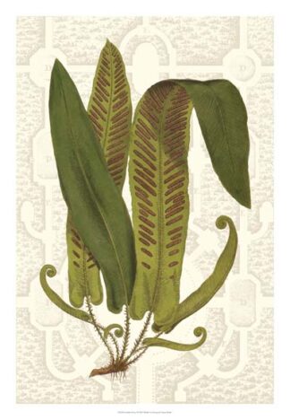 Garden Ferns I