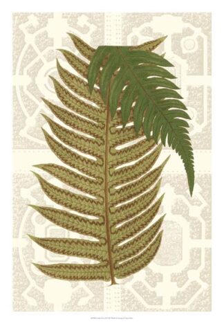 Garden Ferns II