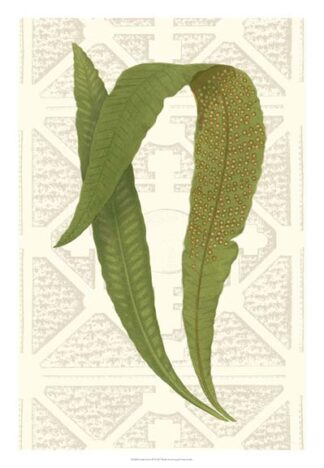 Garden Ferns IV