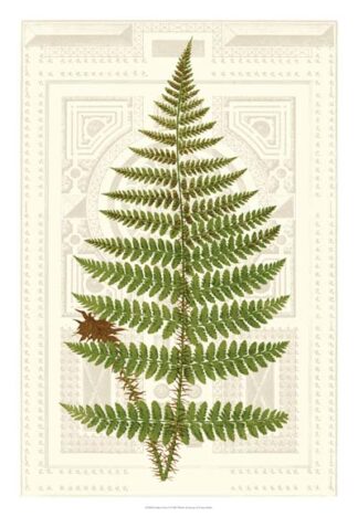 Garden Ferns V