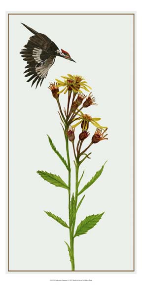 Tephroseris Flammea I