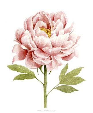 Watercolor Peony II
