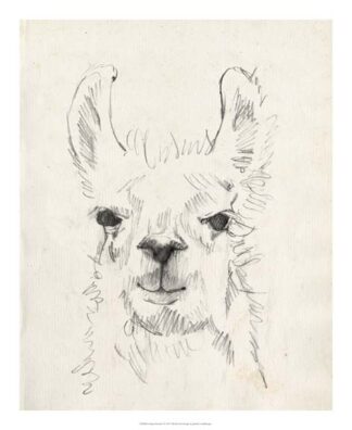 Llama Portrait I