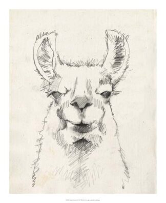 Llama Portrait II