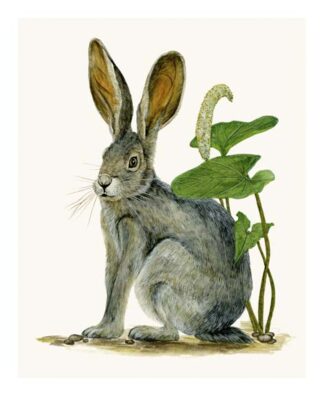 Black-Tailed Jackrabbit I