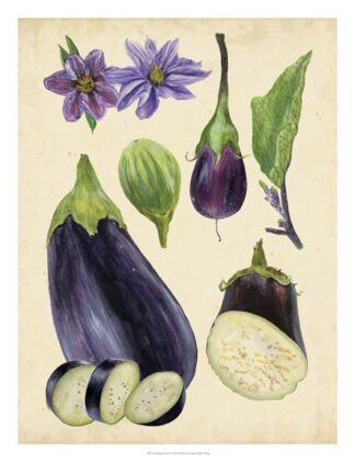 Aubergine Study I