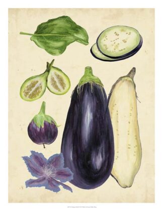 Aubergine Study II