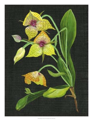 Telipogon Caulescens I