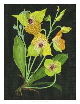 Telipogon Caulescens II