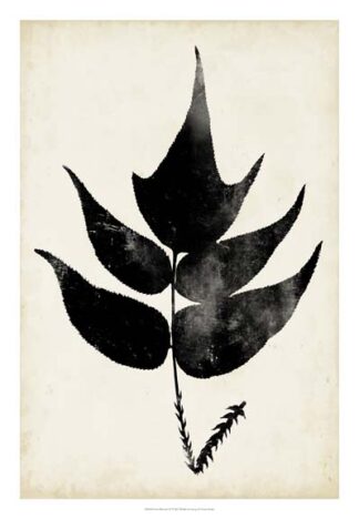 Fern Silhouette IV