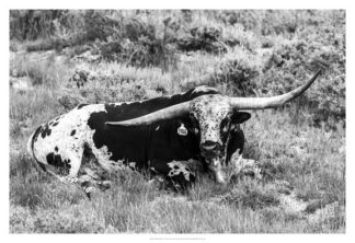 B&W Longhorn I