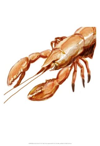 Illustrated Lobster I