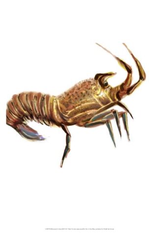 Illustrated Lobster II