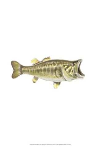 Illustrated Bass