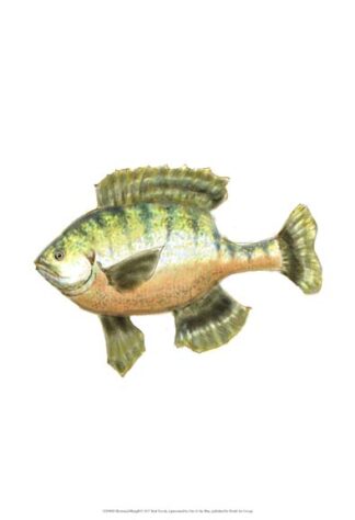 Illustrated Bluegill