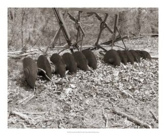 Sepia Farm Study III