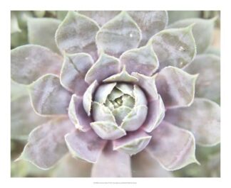 Succulent Glow I