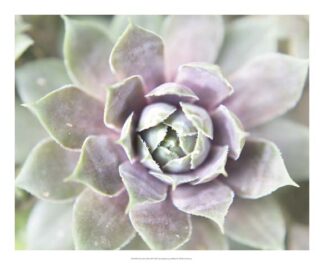 Succulent Glow II
