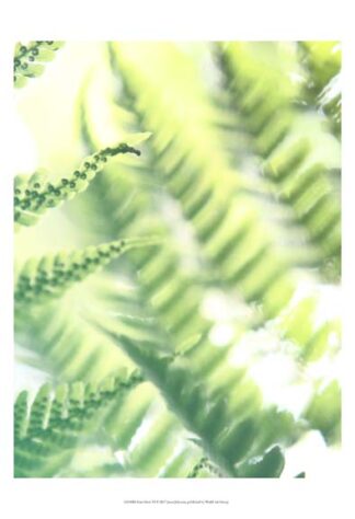 Fern Glow VI