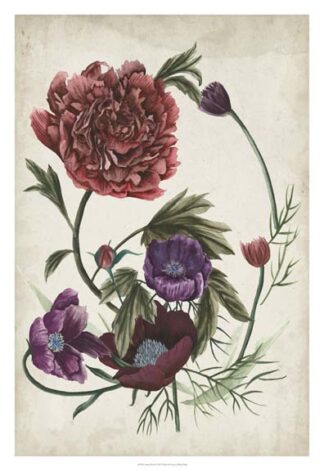 Antique Peony I