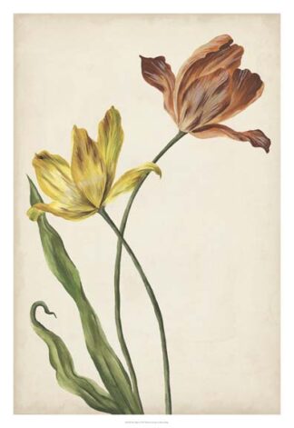 Two Tulips I