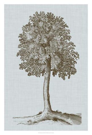 Antique Tree in Sepia II