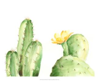 Spiny Desert Plants II