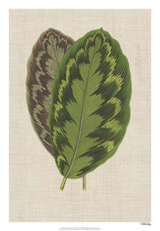 Leaves on Linen IV