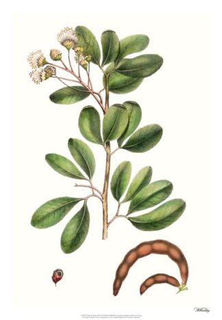 Foliage & Blooms III