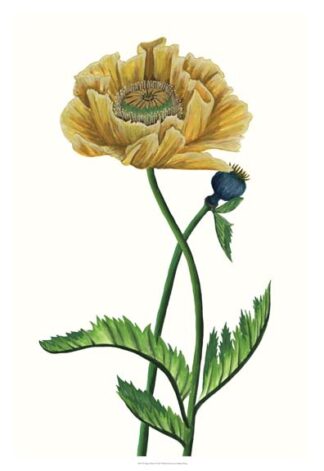 Poppy Flower I