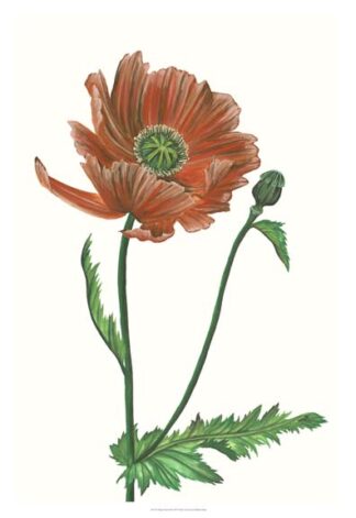 Poppy Flower III