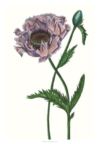Poppy Flower IV