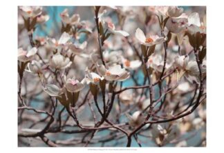 Dogwood Spring I