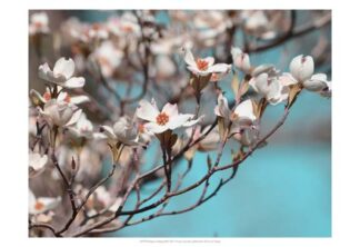 Dogwood Spring III