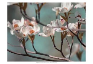 Dogwood Spring IV