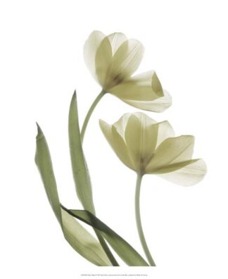 Xray Tulip I